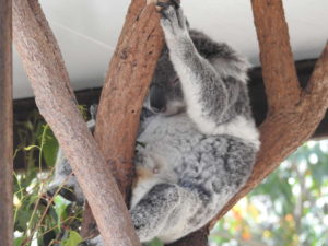 オーストラリア動物園