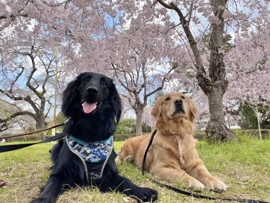 榴岡公園へおさんぽ