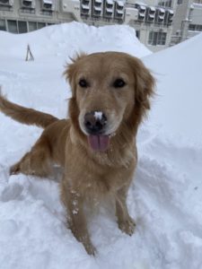 【学校犬】学生さんのお家へお泊り