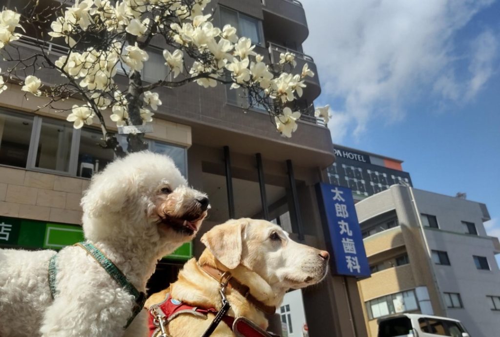 学校犬(政宗・美馬・夏都)の卒業