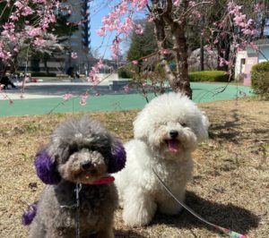 学校犬とお散歩✿