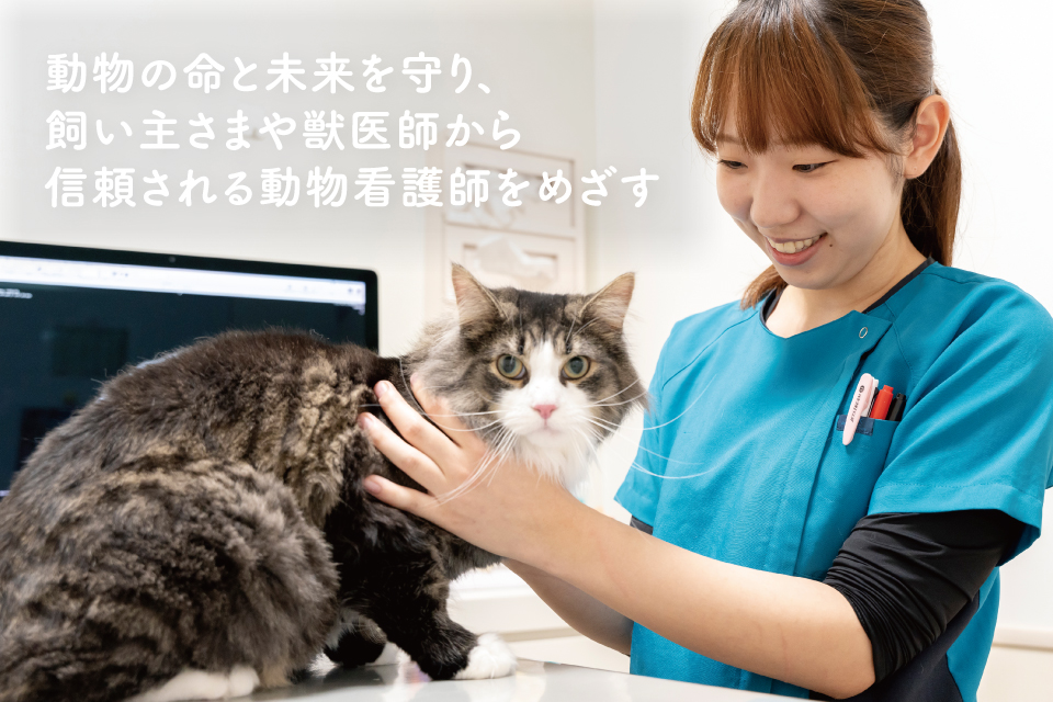 100+ EPIC Best動物 看護 師 資格 なし すべての動物画像