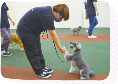 02　登録犬は約40頭以上！「家庭犬トレーニングしつけ教室」