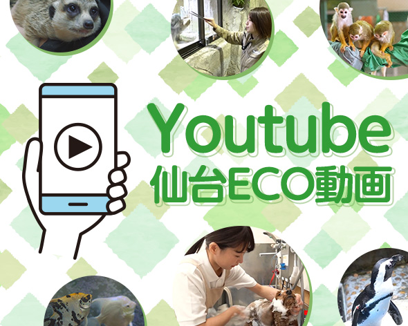 Youtube仙台ECO動画