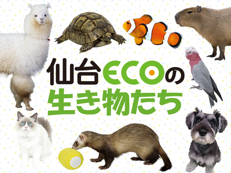 仙台ECOの動物たち