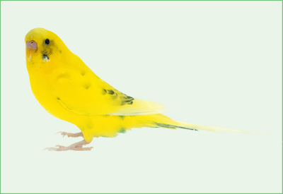 セキセイインコ　ジョアンナ