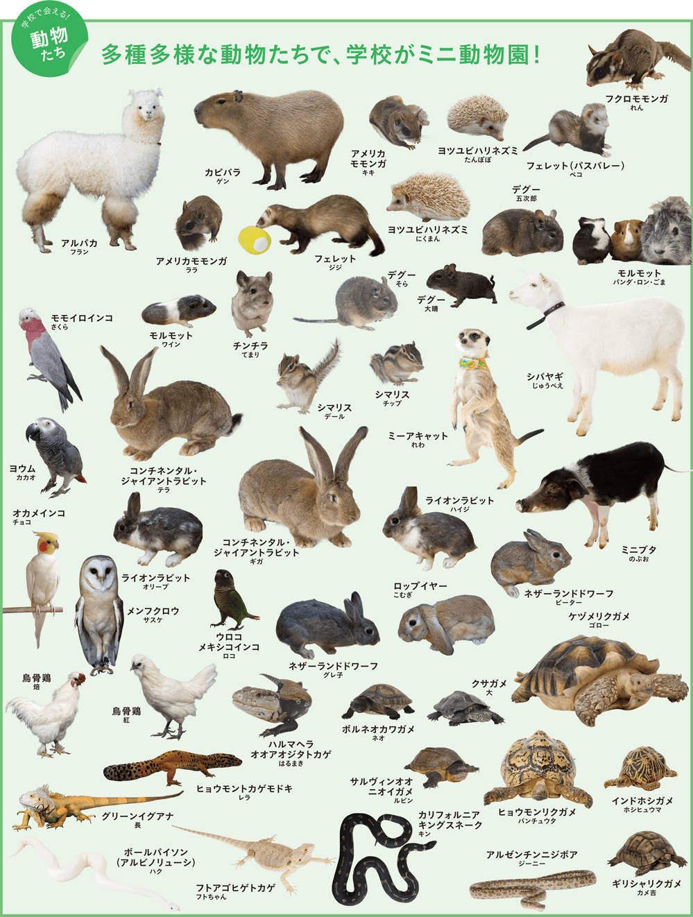 多種多様な動物たちで、学校がミニ動物園！ 学校で会える!動物たち
