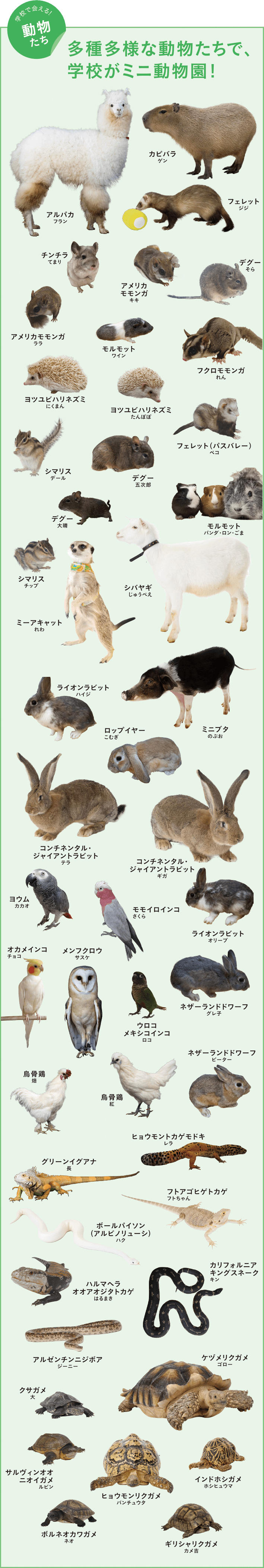 多種多様な動物たちで、学校がミニ動物園！ 学校で会える!動物たち