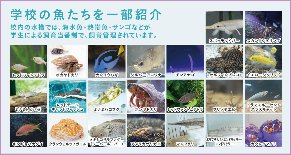 学校の魚たちを一部紹介 校内の水槽では、海水魚・熱帯魚・サンゴなどが学生による飼育当番制で、飼育管理されています。