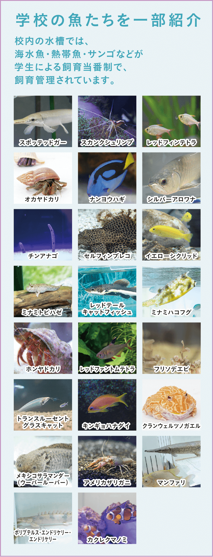 学校の魚たちを一部紹介 校内の水槽では、海水魚・熱帯魚・サンゴなどが学生による飼育当番制で、飼育管理されています。